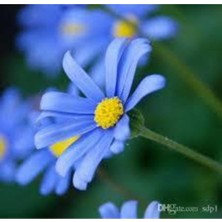 Tohumcumm 10 Adet Nadir Bulunan Mavi Papatya Çiçeği Tohumu Saksı Toprak Hediyemizdir