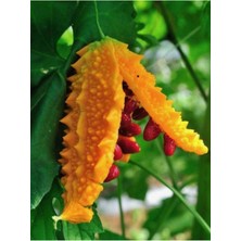 Tohumcumm 10 Adet Tohum Tohum Nadir Kudret Narı Tohumu Cennet Meyvesi Tohumu Sürpriz Hediye Tohumludur