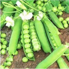 Tohumcumm 150 Adet Tohum Organik  Geleneksel Bezelye Tohumu Saksı Toprak Hediyemizdir