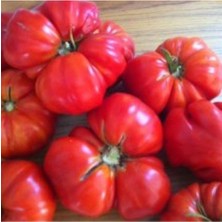 Tohumcumm 50 Adet Tohum Nadir İri Pembe Köy Domatesi Domates Tohumu Sürpriz Hediye Sebze Tohumludur