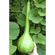 Tohumcumm 15 Adet Tohum Organik Hobi Bahçe Süs Kabağı Tohumu Balkon Hobi Süs Su Kabak Tohumu Hediye Tohumlu