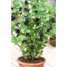 Tohumcumm 15 Adet Organik Tohum Yeni Sezon Saksılık Balkon Bitkisi Frenk Siyah Üzüm Tohumu Saksı Toprak