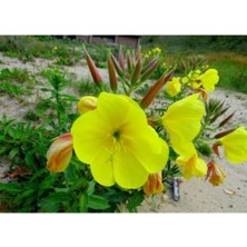 Tohumcumm 50 Adet Tohum Nadir Ezan Çiçeği Tohumu Ezan Çiçek Tohumu Saksı Toprak Hediyemizdir