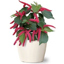 Tohumcumm Tilki Kuyruğu Çiçeği Tohumu Çiçek Tohumu 10 Adet Tohum