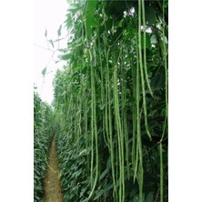 Tohumcumm Süper Paket Sırık Börülce Tohumu Sırık Acebek Tohumu 70 Adet Tohum