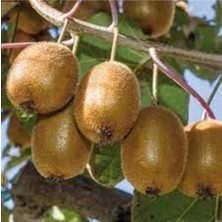 Tohumcumm 25 Adet Tohum Nadir Kivi Ağacı Tohumu Kaliteli Taze Tohum Saksı Toprak Hediyeli