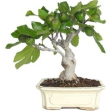Tohumcumm Bonsai Yeşil İncir Ağacı Tohumu 5 Adet Tohum