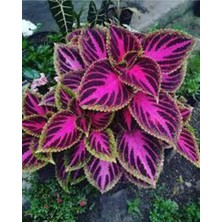 Tohumcumm 200 Adet Tohum Nadir Yaprağı Güzel Çiçeği Tohuımu Güzel Yapraklı Çiçek Tohumu