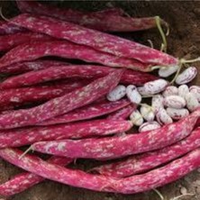 Tohumcumm 10 Adet Tohum Süper Paket Oturak Barbunya Tohumu Fasulye Tohumu Fasülye Tohumu Hediye Tohumlu
