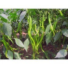 Tohumcumm Tatlı Kıl Biber Tohum  Yerli(30 Adet)