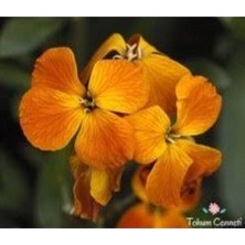 Tohumcumm 20 Adet Tohum Nadir Bulunan Sarı Şebboy Çiçeği Tohumu Saksı Torak Hediyemizdir Sürpriz Hediye Tohuml