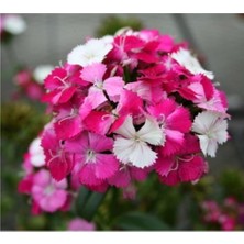 Tohumcumm Hüsnü Yusuf Çiçeği Tohumu 5 Adet Tohum Saksı Toprak + Sürpriz Hediye Çiçek Tohumu