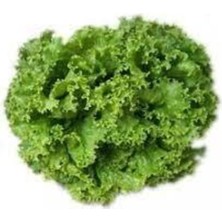 Tohumcumm 100 Adet Tohum Samba Kıvırcık Marul Tohumu Sürpriz Hediye Sebze Tohumu