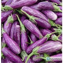 Tohumcumm 100 Adet Tohum Nadir Manisa Alacası Kemer Patlıcan Tohumu Organik Bahçe