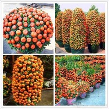 Tohumcumm 5 Adet Tohum Bodur Bonsai Mandalina Tohumu Bonzai Ağacı Tohum