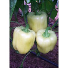 Tohumcumm Beyaz Tatlı Dolmalık Biber Tohumu 20 Tohum + Saksı Toprak + Hediye Tohum