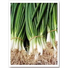 Tarım Ata Tohumu Yerli Yeşil Soğan Bostan Tohumu 1000 Adet Tohum