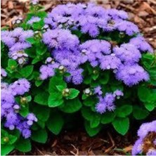 Tohumcumm 10 Adet Tohum Vapur Dumanı Çiçek Tohumu Vapur Dumanı Çiçeği Hediye Saksı Toprak Sürpriz Hediyelidir