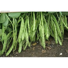 Tohumcumm Magnum Kılçıksız Yediveren Fasülye Tohumu 30 Adet Tohum Fasulye Tohumu