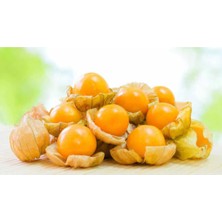 Tohumcumm Tropikal Altın Çilek Tohumu Kaz Üzümü Yer Çileği Tohumu 5 Adet Tohum