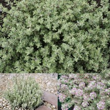 e-fidancim Aromatik Lemon Silver Yayılıcı Kekik Fidesi (1 Adet)