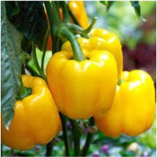 Tohumcumm 10 Adet Tohum Saksılık Sarı Dolmalık Bibiber Tohumu