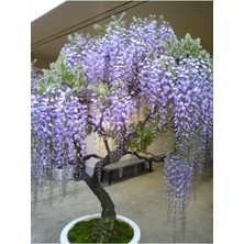 Tohumcumm Bodur Bonsai Jakaranda Ağacı Tohumu 5 Adet Tohum