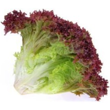 Tohumcumm Marul Tohumu Kıvırcık Lolorosso 100 Adet Tohum Kırmızı Marul Tohumu