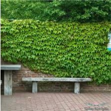 Tohumcumm 5 Adet Nadir Orman Samaşığı Tohumu