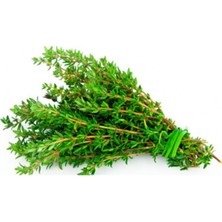 Tohumcumm Kekik Tohumu Aromatik Dağ Kekiği Tohumu 20 Adet Tohum