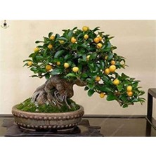 Tohumcumm Bodur Bonsai Kayısı Ağacı Tohumu Bonzai Ağacıtohumu 2 Adet Tohum