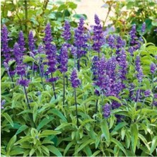 Tohumcumm Adaçayı Çiçeği Tohumu 10 Adet Mor Ada Çay Çiçek Tohumu + Saksı Toprak