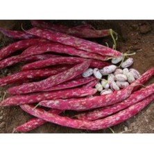 Tohumcumm Sırık Barbunya Tohumu Barbunya Fasülye Tohumu 10 Adet Tohum