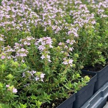 e-fidancim Nadir Fredo   Dik Güçlü Gelişen Kekik Fidesi (1 Adet)