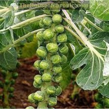 Tohumcumm Tohum Yerli Bürüksel Lahana  20 Adet