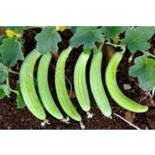 Tohumcumm Organik Ata Tohum Turşuluk Acur Salatalık Tohumu 15 Adet