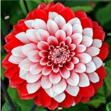 Tohumcumm Karışık Yıldız Çiçeği Tohumu Dahlia Çiçeği Tohumu 10 Adet Tohum