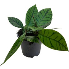 Betonish Hoya Callistophylla (Mum Çiçeği)