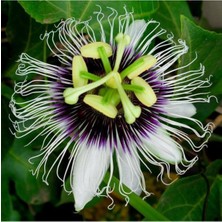 Tohumcumm Passiflora Çiçeği Tohumu Çarkıfelek Çiçeği Thumu 3 Adet Tohum