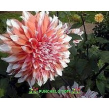 Tohumcumm 5 Adet Tohum Dev Hollanda Dehlia Çiçeği Yıldız Çiçeği Tohumu Saksı Toprak Süerpriz Hediye Tohumludur