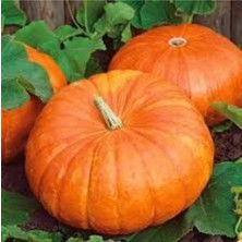 Tohumcumm 2 Adet Dev Kabak Tohumu