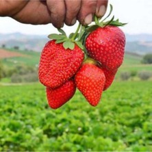 Tohumcumm Çilek Tohumu Tadı Lezzetli Doğal 100 Adet Tohum Ev Bahçe ve Saksı Ekimleri Için Çilek Tohumu