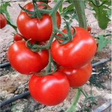 Tohumcumm Erkenci Iri Domates Tohumu Erkenci Domates Tohumu 15 Adet Tohum