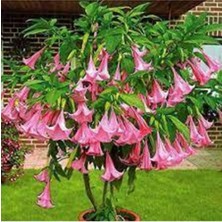Tohumcumm 5 Adet Tohum Nadir Bulunan Meleklerin Borozanı Pembe Angel Trumpet Çiçeği