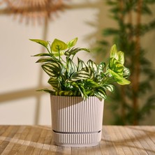 Matmel Kare Saksı - Asorti - 1,2 Lt