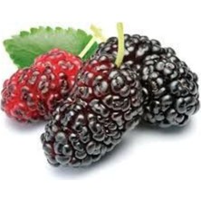 Tohumcumm Karadut Tohumu Dev Kara Dut Tohumu Siyah Dut Tohumu 5 Adet Tohum Dut Tohumu