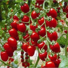 Tohumcumm 50 Adet Kiraz Domates Tohumu