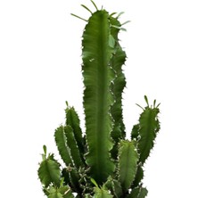 Betonish Euphorbia Ingens (Kaktüs)