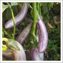 Tohumcumm 25 Adet Manisa Kır Patlıcan Tohumu Kır Patlıcan Tohumu