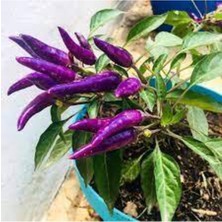 Tohumcumm Acı Mor Süs Biberi Tohumu 5 Adet